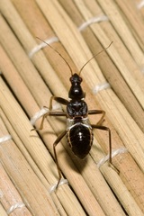 Himacerus mirmicoides