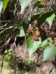 Viburnum luzonicum