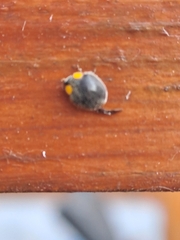 Apolinus lividigaster