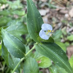 Commelina auriculata