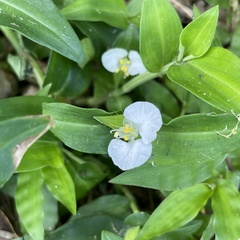 Commelina auriculata