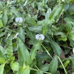 Commelina auriculata