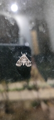 Diasemiopsis ramburialis