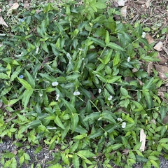 Commelina auriculata