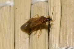 Amphiareus obscuriceps