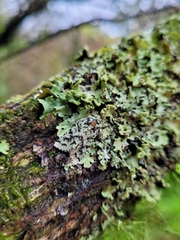 Meterana exquisita