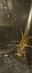 Tigrosa helluo