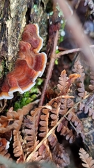 Trametes versicolor