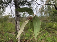 Angophora floribunda