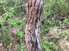 Angophora floribunda