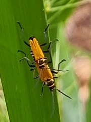Chauliognathus flavipennis
