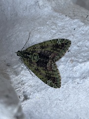 Chloroclysta siterata