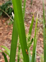 Chauliognathus flavipennis