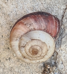 Cernuella neglecta