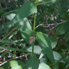 Diastema tigris