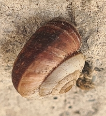 Cernuella neglecta