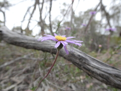 Olearia ciliata