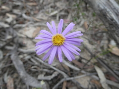 Olearia ciliata