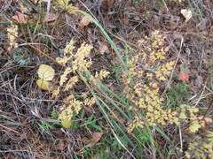 Thalictrum foetidum