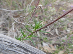 Olearia ciliata