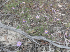 Olearia ciliata