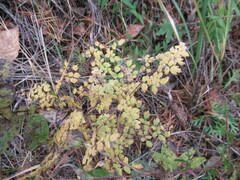 Thalictrum foetidum