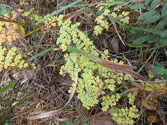 Thalictrum foetidum