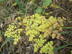 Thalictrum foetidum