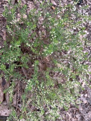 Phyllanthus calycinus