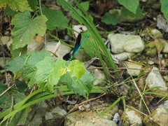 Matrona basilaris
