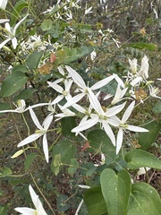 Clematis pubescens