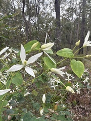 Clematis pubescens