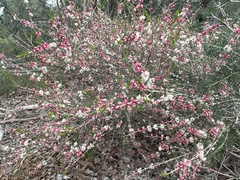 Hypocalymma angustifolium