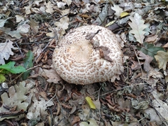Agaricus augustus