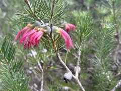 Melaleuca rupestris