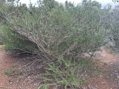 Melaleuca rupestris