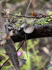 Pezizaceae