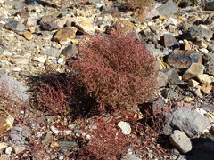 Eriogonum nidularium