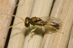 Miscogastrinae