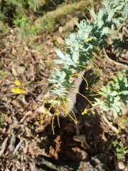 Acacia baileyana