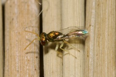 Miscogastrinae