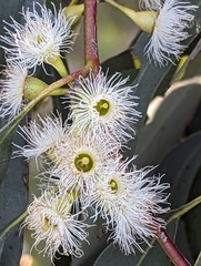 Eucalyptus leucoxylon