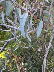 Eucalyptus leucoxylon