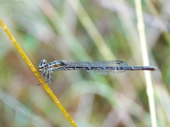 Agriocnemis splendidissima