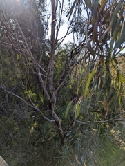 Eucalyptus leucoxylon