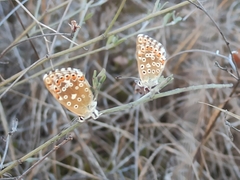 Polyommatus bellargus