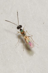 Hemiptarsenus