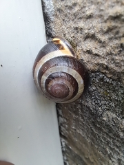 Cepaea nemoralis