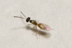 Hemiptarsenus