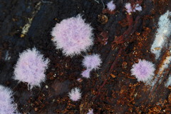 Punctularia atropurpurascens